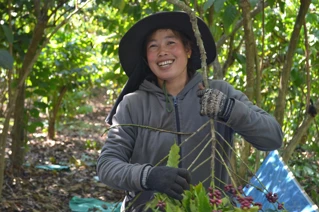 A woman in protective clothes harvesting coffee beans.
