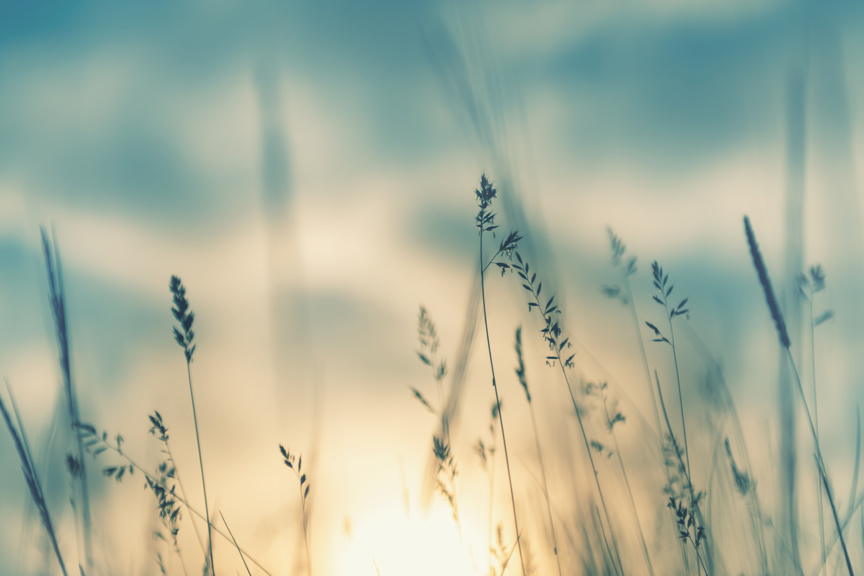 Crops in the foreground, a blue sky with sunlight in the background