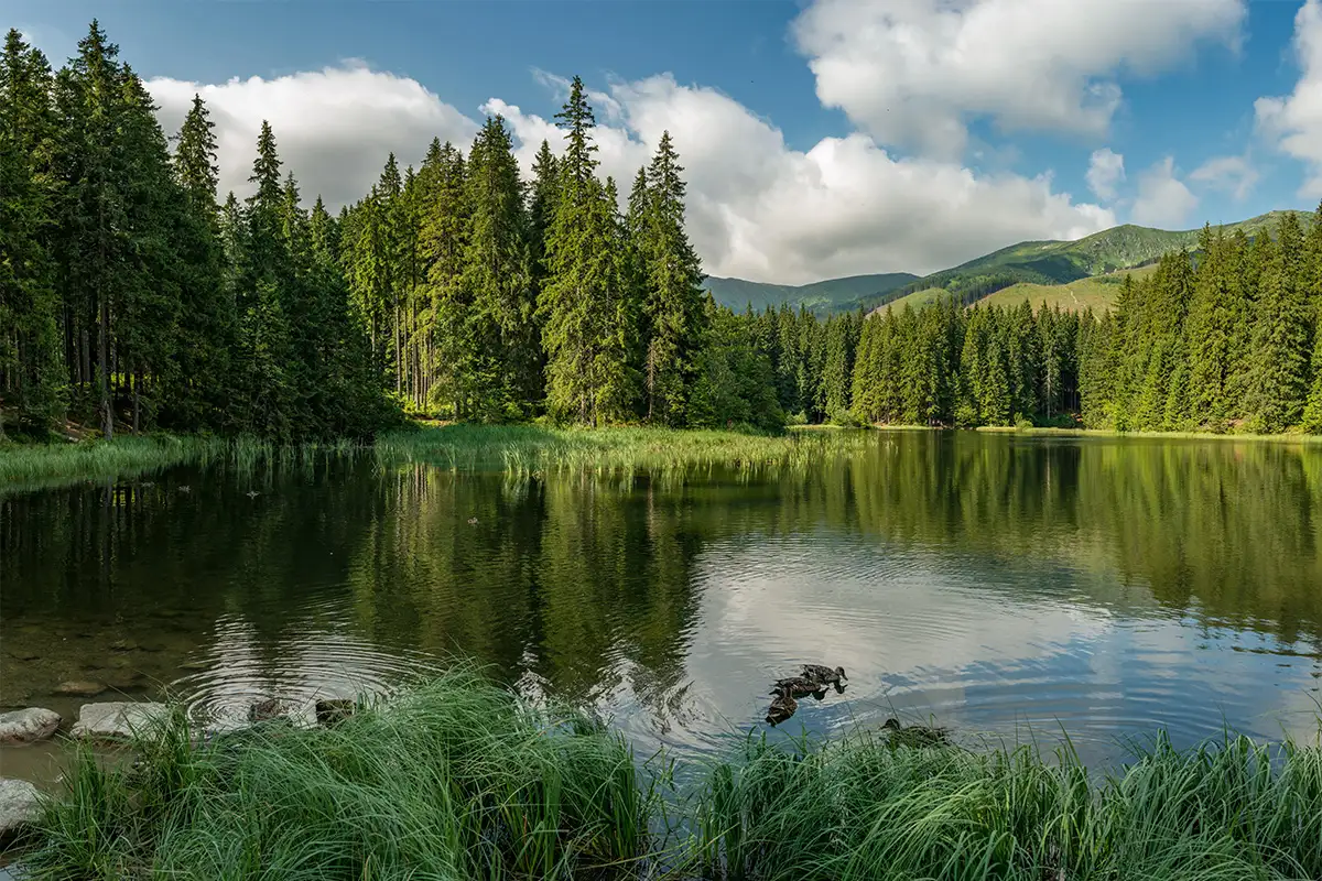 A lake surrounded by tall trees. A blue sky with clods in the background.