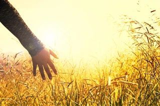 Person's hand touching tall grass in a field at sunset with warm sunlight filtering through